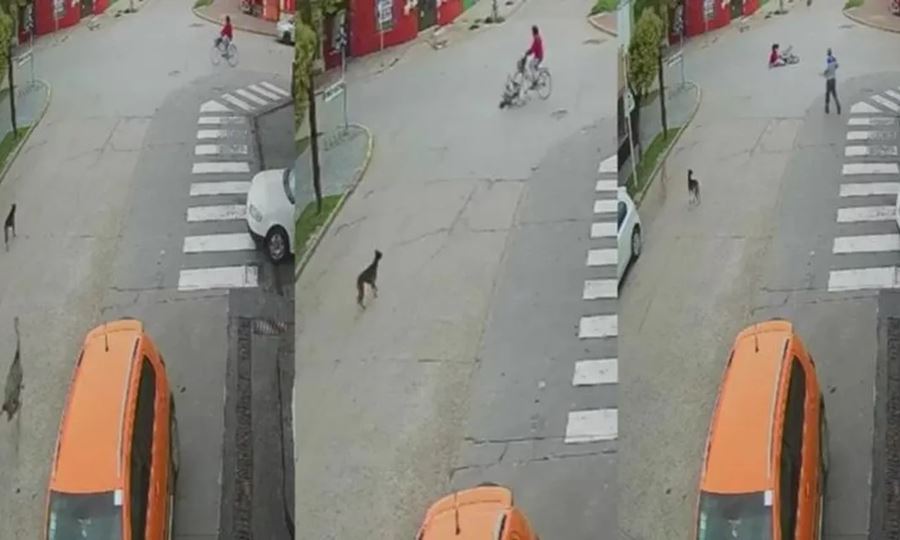 Ñandú atropelló a una ciclista