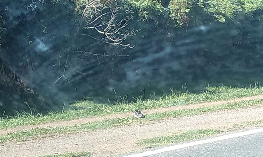 Hallada muerta al costado de la Ruta 34