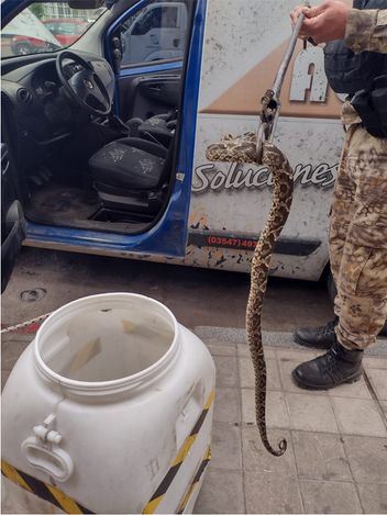 Encontró con una víbora en el volante