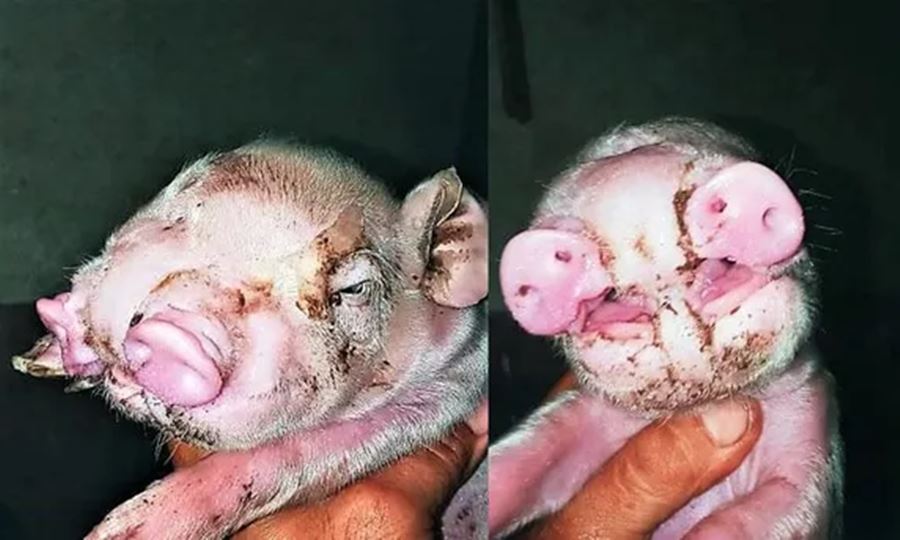 cerdo con dos hocicos