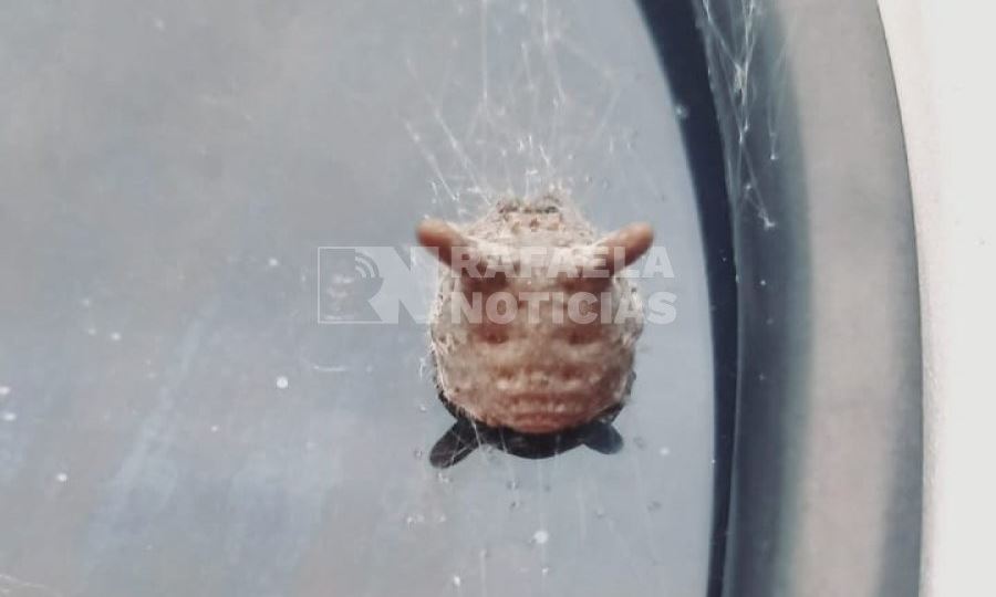 Araña cabeza de gato